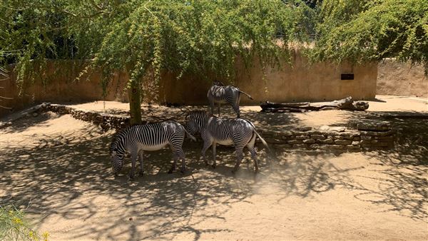 Los Angeles Zoo & Botanical Gardens - LA Zoo (6/25/2023 - Credits: Brandy Davis)