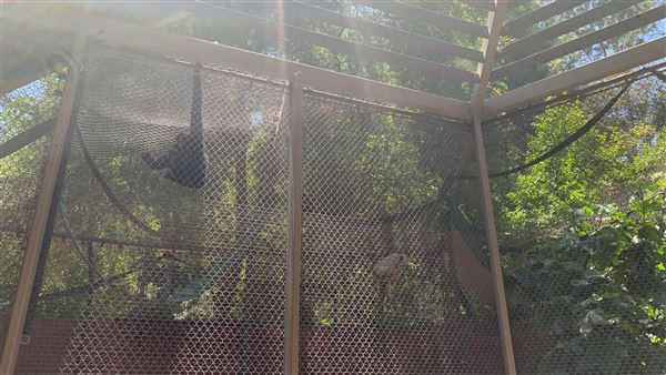 Los Angeles Zoo & Botanical Gardens - LA Zoo (6/25/2023 - Credits: Brandy Davis)