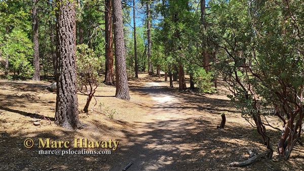 Idyllwild Nature Center - Forest (7/5/2023 - Credits: Marc Hlavaty)