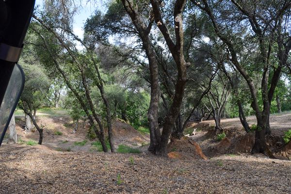 Olive Ranch (7/14/2022)