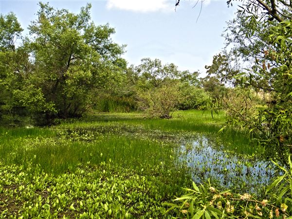 City of Torrance - Madrona Marsh (8/31/2023 - Credits: Augustine Agency)