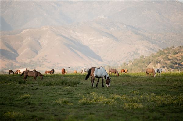 Rankin Ranch - California Cattle & Guest Ranch (5/15/2023 - Credits: Amanda Rankin)