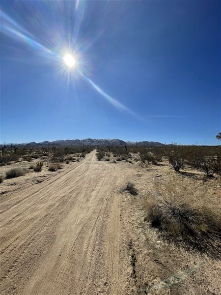 Joshua Tree Barren Landscape (6/1/2024 - Credits: malek alqadi)