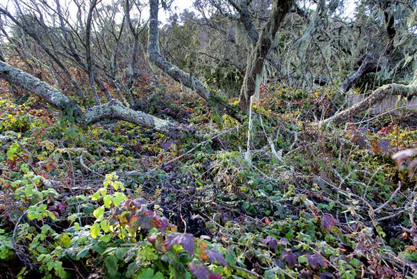 Burleigh H. Murray Ranch Park Property (8/5/2024 - Credits: Photo Courtesy of California State Parks 2024)