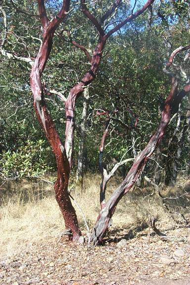 Howarth Park (12/31/2003)