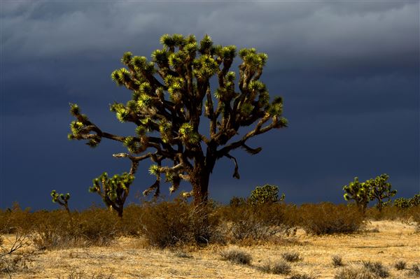 Saddleback Butte State Park (SP) (2/13/2012 - Credits: Brian Baer)