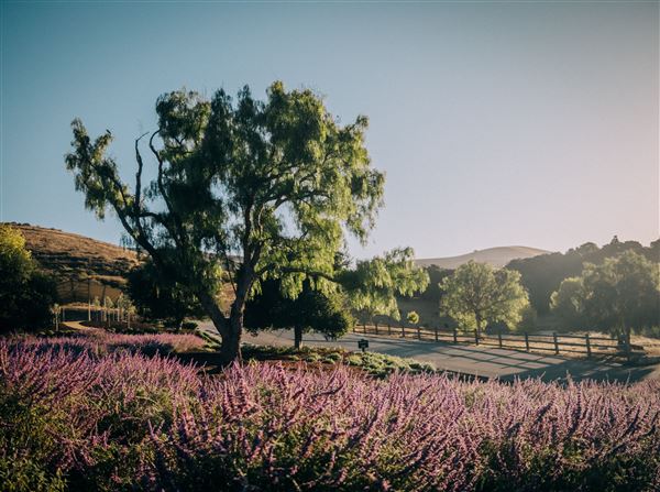 Holman Ranch (10/26/2021 - Credits: Wine Club & Marketing Manager)