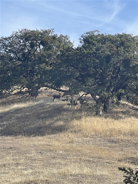 Long Creek Ranch (3/5/2025 - Credits: The Larsen Family)