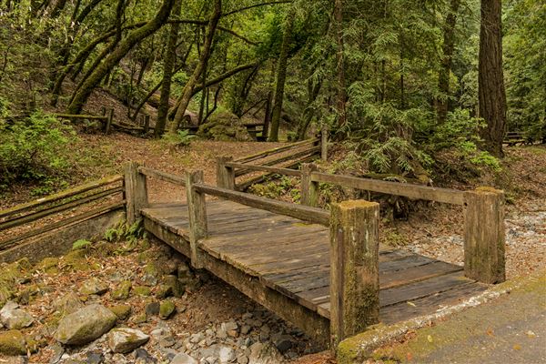 Armstrong Redwoods State Natural Reserve (SNR) (5/26/2015 - Credits: Brian Baer)