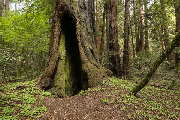 Armstrong Redwoods State Natural Reserve (SNR) (4/26/2019 - Credits: Brian Baer)