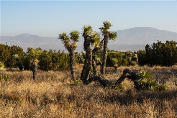 Arthur B. Ripley Desert Woodland State Park (SP) (9/16/2021 - Credits: Brian Baer)