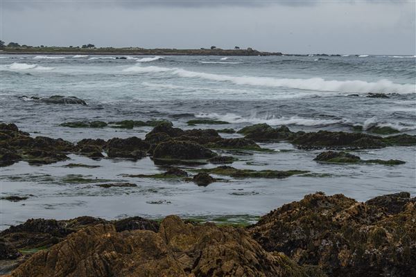 Asilomar State Beach and Conference Grounds (5/9/2023 - Credits: Brian Baer)