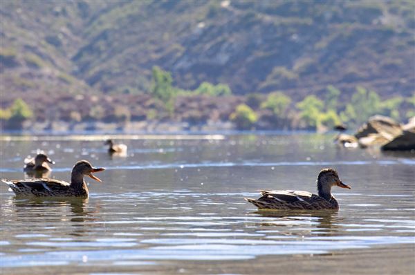 Poway Lake (3/27/2025 - Credits: City Of Poway / Poway.org)