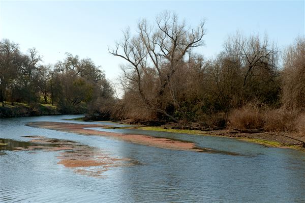 Bidwell-Sacramento River State Park (SP) (3/7/2012 - Credits: Brian Baer)