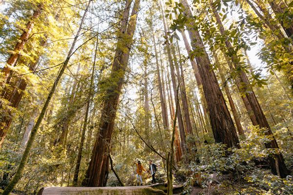 Armstrong Redwoods State Natural Reserve (SNR) (4/17/2025 - Credits: Mariah Harkey)
