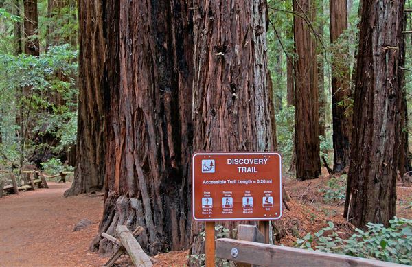 Armstrong Redwoods State Natural Reserve (SNR) (4/17/2025 - Credits: Al Mueller)