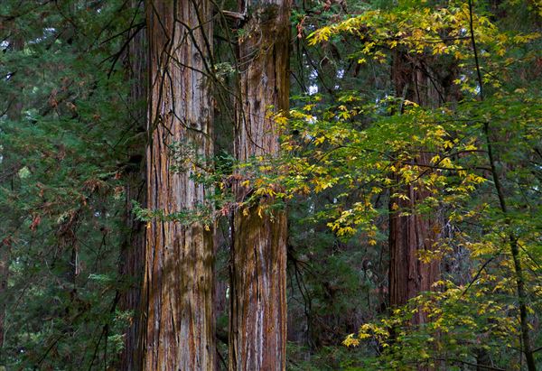 Armstrong Redwoods State Natural Reserve (SNR) (4/17/2025 - Credits: Al Mueller)