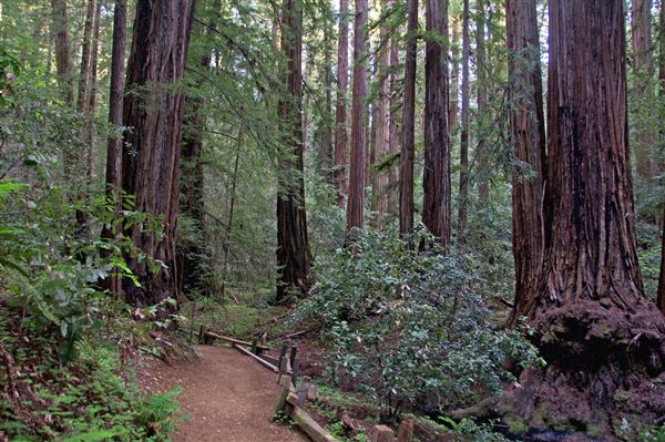 Armstrong Redwoods State Natural Reserve (SNR) (4/17/2025 - Credits: Al Mueller)