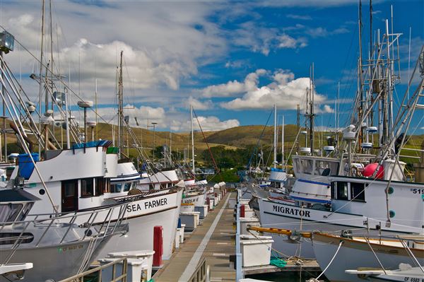 Bodega Bay (4/18/2025 - Credits: Al Mueller)