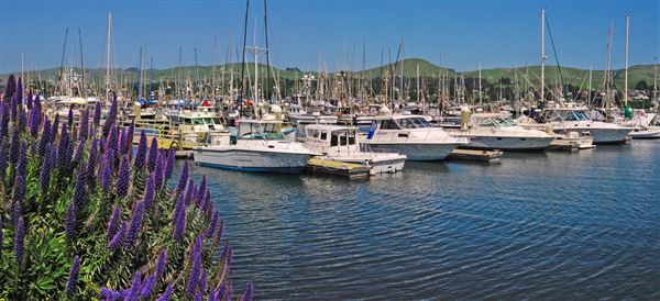 Bodega Bay (4/18/2025 - Credits: Al Mueller)