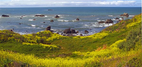 Sonoma Coast State Park (SP) - Kortum Trail - Sonoma Coast State Park (4/24/2025 - Credits: Al Mueller)