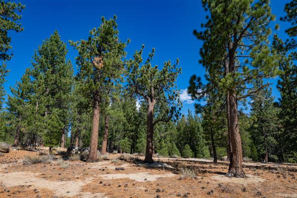 Washoe Meadows State Park (SP) (10/4/2024 - Credits: Brian Baer)