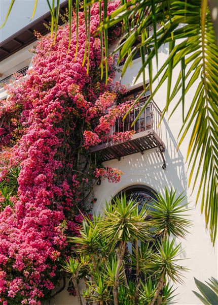 Downtown Santa Barbara - Summer Solstice Bougainvillea (6/11/2025 - Credits: Blake Bronstad Courtesy Visit Santa Barbara)