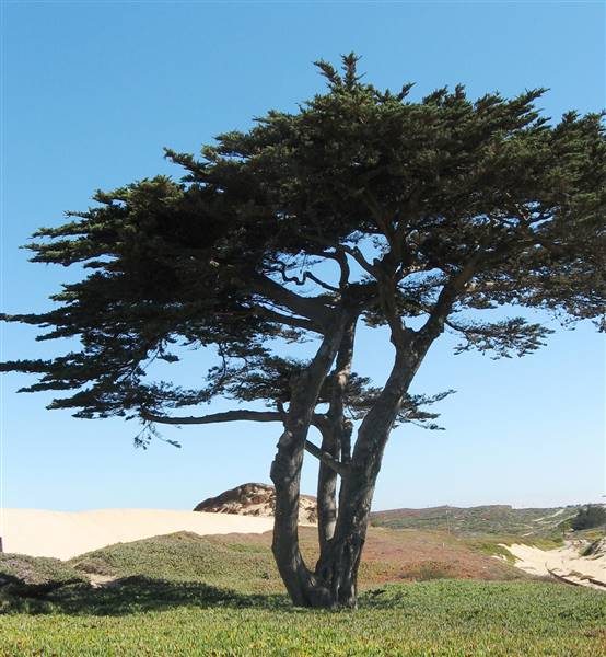Sand City Beach / Eolian Dunes Preserve (6/28/2017)