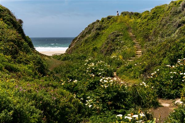 Garrapata State Park (SP) - Calla Lily Valley (6/27/2025 - Credits: SeeMontery.org)