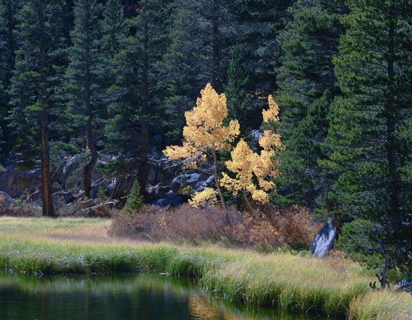 Bishop - Bishop Creek (7/25/2025 - Credits: Visit USA Parks)
