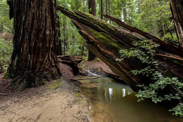 John B. Dewitt Redwoods State National Reserve (SNR) (2/13/2024 - Credits: Brian Baer)