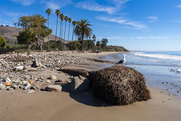 Refugio State Beach (SB) (1/6/2025 - Credits: Brian Baer)