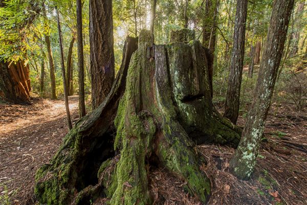 Portola Redwoods State Park (SP) (2/24/2016 - Credits: Brian Baer)