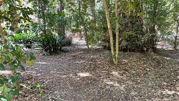 Descanso Gardens - Ancient Forest (3/7/2022 - Credits: Leo Fialho)