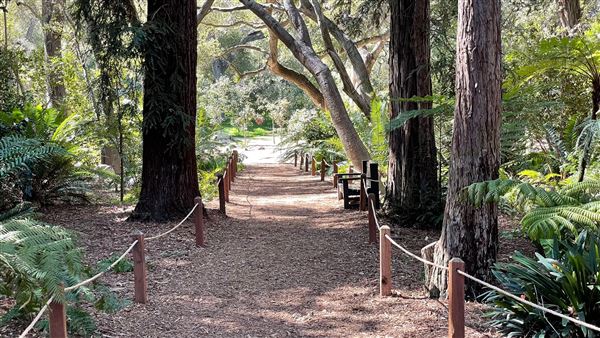 Descanso Gardens - Ancient Forest (3/7/2022 - Credits: Leo Fialho)