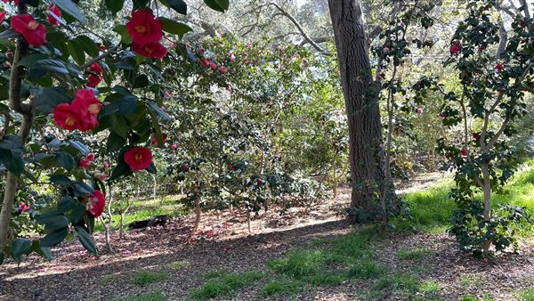 Descanso Gardens - Ancient Forest (3/7/2022 - Credits: Leo Fialho)