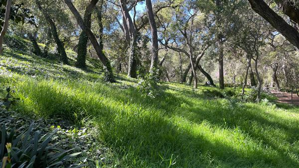 Descanso Gardens - Camellia Forest (3/7/2022 - Credits: Leo Fialho)