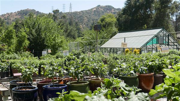 Descanso Gardens - Plant Propagation Greenhouse (7/26/2017 - Credits: Leo Fialho)