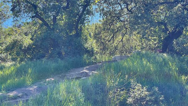 Descanso Gardens - Hopes Garden (3/7/2022 - Credits: Leo Fialho)