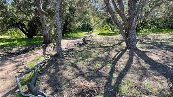 Descanso Gardens - Oak Woodland (3/7/2022 - Credits: Leo Fialho)