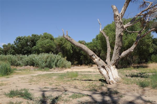 Mojave Narrows Regional Park - Pelican Lake (7/6/2012 - Credits: Leo Fialho)