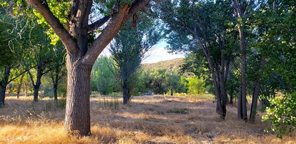 The Painted Turtle Camp - Trails (7/25/2025 - Credits: David Halver)