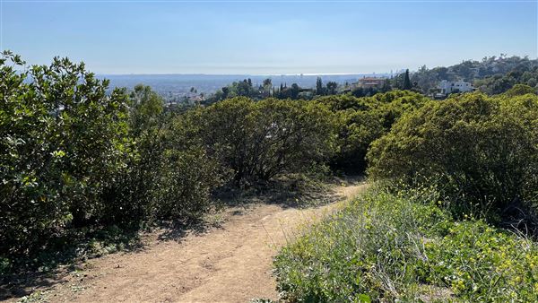 Griffith Park Redwoods - Cedar Grove - Cedar Grove Trail (3/16/2022 - Credits: Leo Fialho)