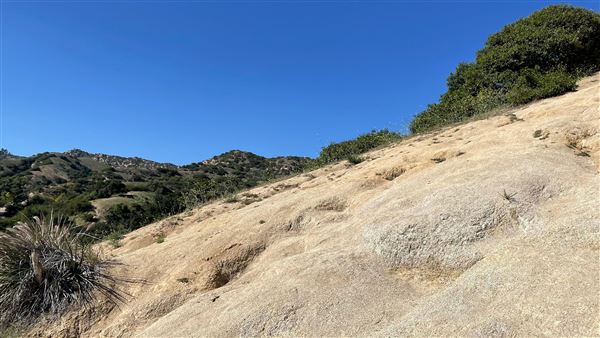 Griffith Park Redwoods - Cedar Grove - Cedar Grove Trail (3/16/2022 - Credits: Leo Fialho)