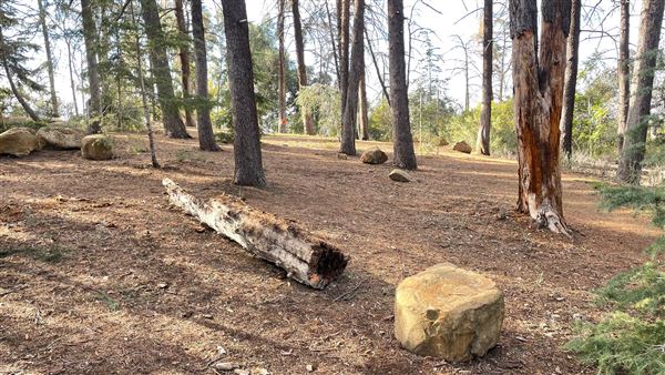 Griffith Park Redwoods - Cedar Grove - Cedar Grove (12/10/2021 - Credits: Leo Fialho)