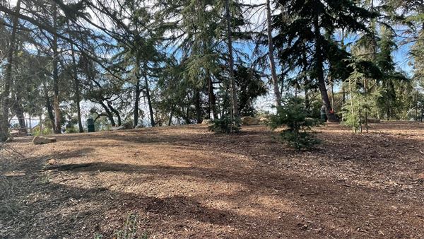 Griffith Park Redwoods - Cedar Grove - Cedar Grove (12/10/2021 - Credits: Leo Fialho)