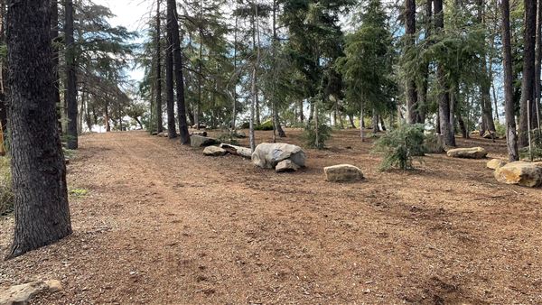 Griffith Park Redwoods - Cedar Grove - Cedar Grove (12/10/2021 - Credits: Leo Fialho)