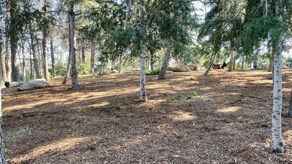 Griffith Park Redwoods - Cedar Grove - Cedar Grove (12/10/2021 - Credits: Leo Fialho)