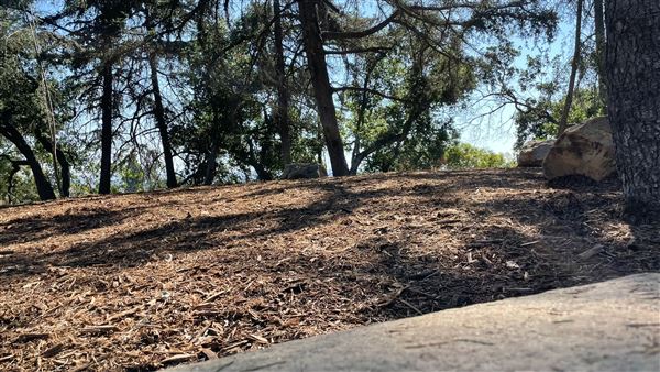 Griffith Park Redwoods - Cedar Grove - Cedar Grove (12/10/2021 - Credits: Leo Fialho)