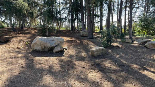 Griffith Park Redwoods - Cedar Grove - Cedar Grove (12/10/2021 - Credits: Leo Fialho)